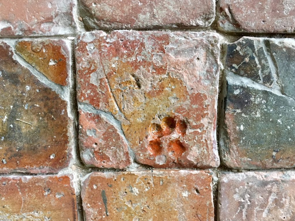Cat's paw print from Glenluce Abbey Capter House